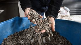 Bilecik'te Devlet Desteğiyle 1000 Ton Ay Çekirdeği Eleme Tesisine Sahip Girişimci