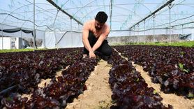 Bilecik'te Genç Çiftçi Ali Haldan'ın Marulları Akdeniz Salatasına Dönüşüyor