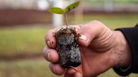 Bursa'nın Cerrah Mahallesi'nde Yıllık 10 Milyon Anaç Fidan Üretimi