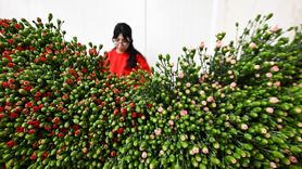 İngiltere'de Anneler Günü İçin Çiçek Siparişleri Yükseliyor