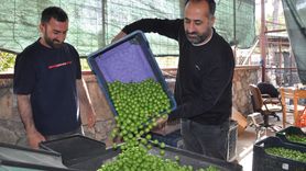 Mersin Silifke'de Erik Hasadı Devam Ediyor