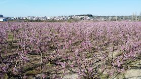 Lapseki'de Meyve Rekoltesi Beklentisi Artıyor