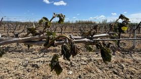 Manisa'da Zirai Don Hasarı Üzümleri Vurdu
