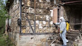 Samuray Arılarıyla Kahverengi Kokarca Mücadelesi