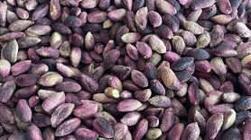 Şanlıurfa'da Yeni Fıstık Deposu Projesi