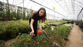 Genç Çiftçinin Yenilikçi Yöntemi: Menekşelerin Raf Ömrü 30 Gün