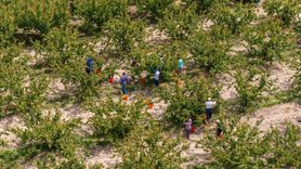 Mut Kayısısında Hasat Dönemi Başladı