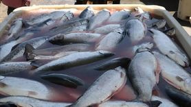 Ordu'da Türk Somonu Üretimi Ekonomiyi Canlandırıyor