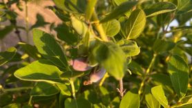 Bayburt Üniversitesi'nde Bal Yemişi ve Çilek Hasadı Yapıldı