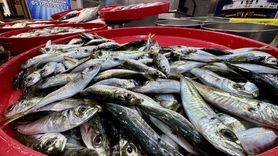 Trabzon'da Balıkçı Tezgahlarında Bolluk Yaşanıyor