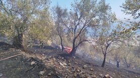 Balıkesir'de Zeytinlik Yangını Kontrol Altında