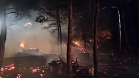 Bilecik'te Yangın: Girişimcinin Küçükbaş Hayvanları Telef Oldu