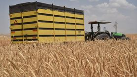 Bitlis'te Buğday Hasadı Start Aldı