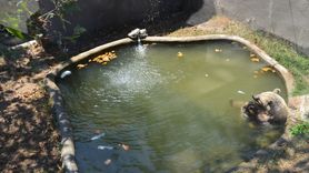 Darıca Hayvanat Bahçesi'nde Sıcak Havalara Karşı Serinletme Önlemleri