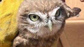 Erzincan'da Yaralı Baykuş Yavrusuna Tedavi