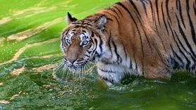 Gaziantep'te Kaplanlara Özel Buzlu Kokteyl Kutlaması