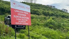 Giresun'da Çakıldak Fındık Çeşitleri Üzerinde Geliştirme Çalışmaları Devam Ediyor