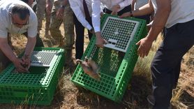 Gümüşhane'de 400 Keklik Doğaya Salındı