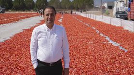 İzmir'de Kuru Domates Hasadı ve İhracat Duyurusu