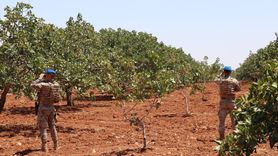 Jandarma Gaziantep'te Antep Fıstığı Hasadı İçin Nöbete Başladı
