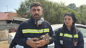 Karabük'teki Orman Yangını Sonrası Yaralı Kedilere Yardım