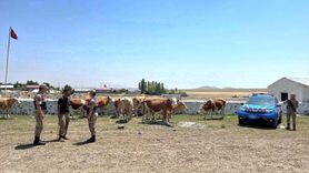 Kars'ta Kaybolan Büyükbaş Hayvanlar Jandarma Tarafından Bulundu