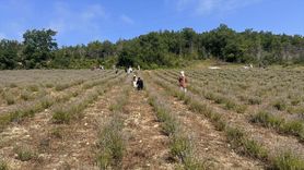 Kastamonu'da Lavanta Hasat Şöleni