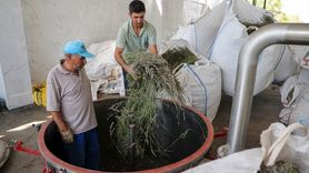 Kıraç Arazilerde Lavanta Üretimiyle Ekonomik Canlanma