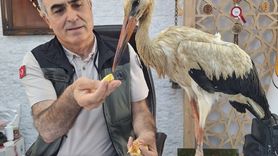 Mersin'de Yaralı Leylek Koruma Altına Alındı
