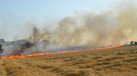 Samsun'da Anız Yangını: 50 Dekar Tarım Arazisi Zarar Gördü