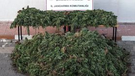 Şanlıurfa'da Uyuşturucu Operasyonu: 9 Gözaltı