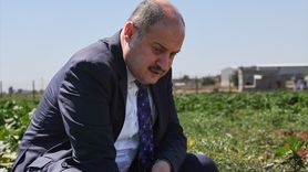 Şanlıurfa'da Yerel Tohum Çalışmaları Başladı