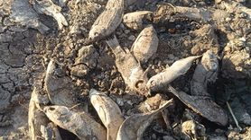 Şırnak'ta Balık Ölümleri Üzerine İnceleme Başlatıldı