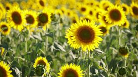 Tekirdağ'daki Renkli Tarlalar Turizme Can Veriyor