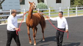 TİGEM'in E-Satışlarıyla 68 Taydan 45 Milyon Lira Gelir