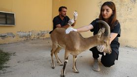 Van'da Yaralı Yaban Keçisi Yavrusuna Tedavi