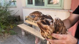 Yaban Hayvanları Sıcaklardan Kurtarıldı