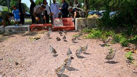 Yalova'da 300 Keklik Doğaya Salındı