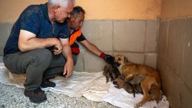 Yangın Kurtarılan Köpek Yavruları Koruma Altında