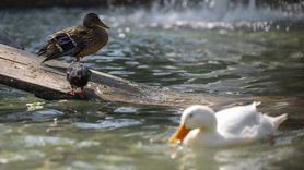 Yaralı Ördek Yavrusu Kuğulu Park'a Yerleşti