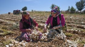 Yeşilay, Sarımsak Tarlasında Emekçi Kadınlara Destek Ziyareti Gerçekleştirdi