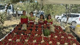 3. Dürtmen Yaylası Çilek Festivali Samsun'da Coşkuyla Kutlandı