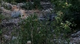 Adana'da Feci Kaza: Uçuruma Yuvarlanan Araçta İki Kişi Hayatını Kaybetti