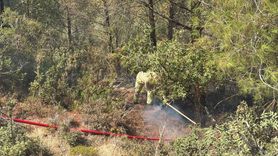 Adana'daki Orman Yangını Kontrol Altına Alındı