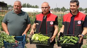 Ağrı'da Devlet Destekli Sebze Hasadı Yapıldı