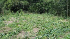 Amasya'da Ayılar Fasulye Bahçesini Mahvetti