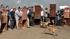 Amasya'da Yaban Keçileri Doğaya Salındı