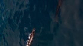 Arktik'te Sei Balinaları Gözlemlendi