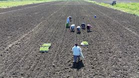 Bafra Ovası'nda Kışlık Sebze Fidesi Dikimi Başladı
