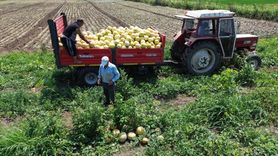 Bafra Ovası'nda Süheyla Kavununda Hasat Devam Ediyor